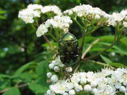 Chafer (Cetonia aurata) on on an ash tree