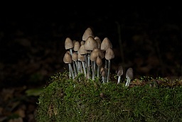 Mushrooms on a tree stump