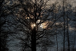 The sun through the tree