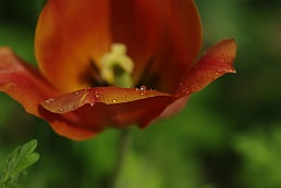 Tulip with rain drops