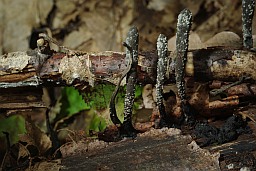 Dead man's fingers (Xylaria polymorpha)