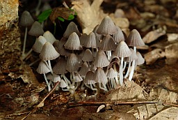 Fairies bonnets (Coprinellus disseminatus)