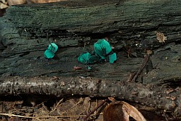 Green elfcup (Chlorociboria aeruginascens)