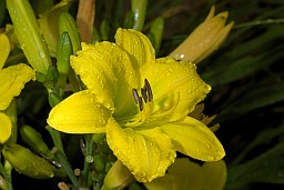 Long yellow daylily (Hemerocallis citrina)
