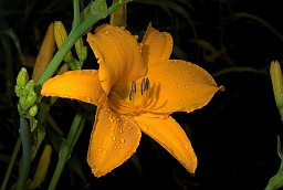 Yellow Day-lily (Hemerocallis lilioasphodelus)