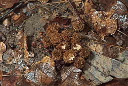 Fluted bird's nest (Cyathus striatus)