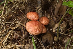 Red-haired agaric (Tricholomopsis rutilans)