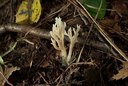 Crested coral fungus (Clavulina cristata)