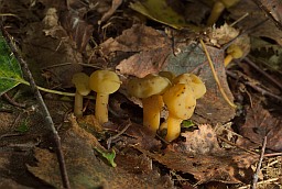 Jelly baby fungus (Leotia lubrica)