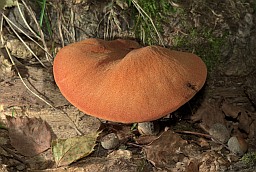 Beefsteak fungus (Fistulina hepatica)