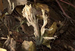 Crested coral fungus (Clavulina cristata)
