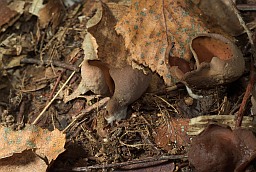 Scarlet Elfcups (Sarcoscypha austriaca)
