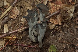 Horn of plenty (Craterellus cornucopioides)