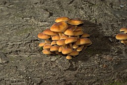 Winter mushrooms (Flammulina velutipes)