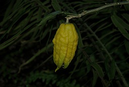 Buddha's hand citron (Citrus medica var. sarcodactylis)