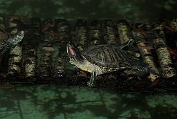 Red-eared slider turtle (Trachemys scripta)