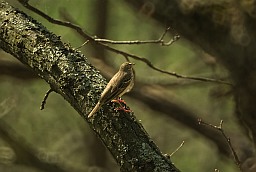 Tree pipit (Anthus trivialis)