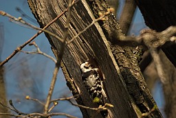 Lesser spotted woodpecker (Dendrocopos minor)