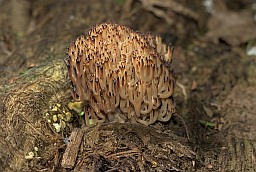 Crown-tipped coral fungus (Artomyces pyxidatus)