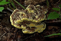 Velvet-top fungus (Phaeolus schweinitzii)