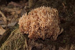 Crown-tipped coral fungus (Artomyces pyxidatus)