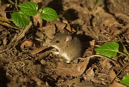House mouse (Mus musculus)