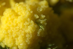 Scrambled egg slime (Fuligo septica)