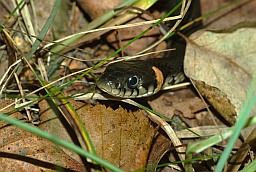 Grass snake (Natrix natrix)