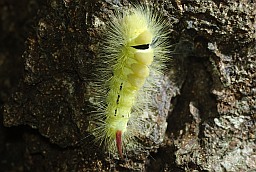 Pale tussock moth caterpillar (Calliteara pudibunda)
