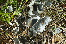 Пельтигера брачная (Peltigera hymenina)