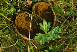 Meadow puffbal (Lycoperdon pratense)