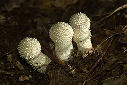 Gem-studded puffball (Lycoperdon perlatum)