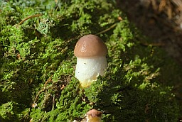 Slimy spike-cap (Gomphidius glutinosus)