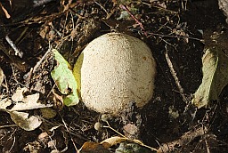 Common stinkhorn in egg stage (Phallus impudicus)