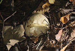 Вясёлка звычайная ў стадыі яйка (Phallus impudicus)