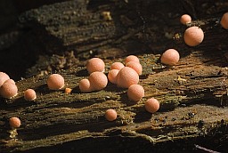 Ликогала древесинная (Lycogala epidendrum)
